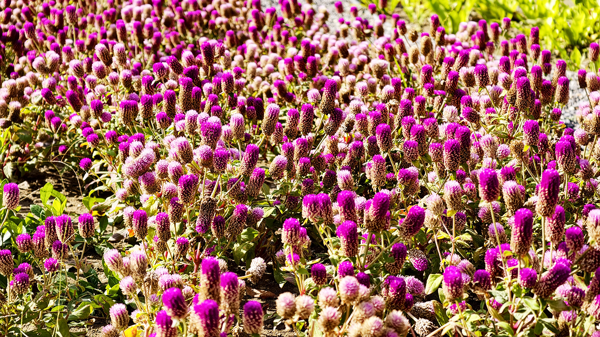 [高雄 三民] 盤花公園  走進客家文化的城市綠洲 光之塔旁全新休閒散步新景點