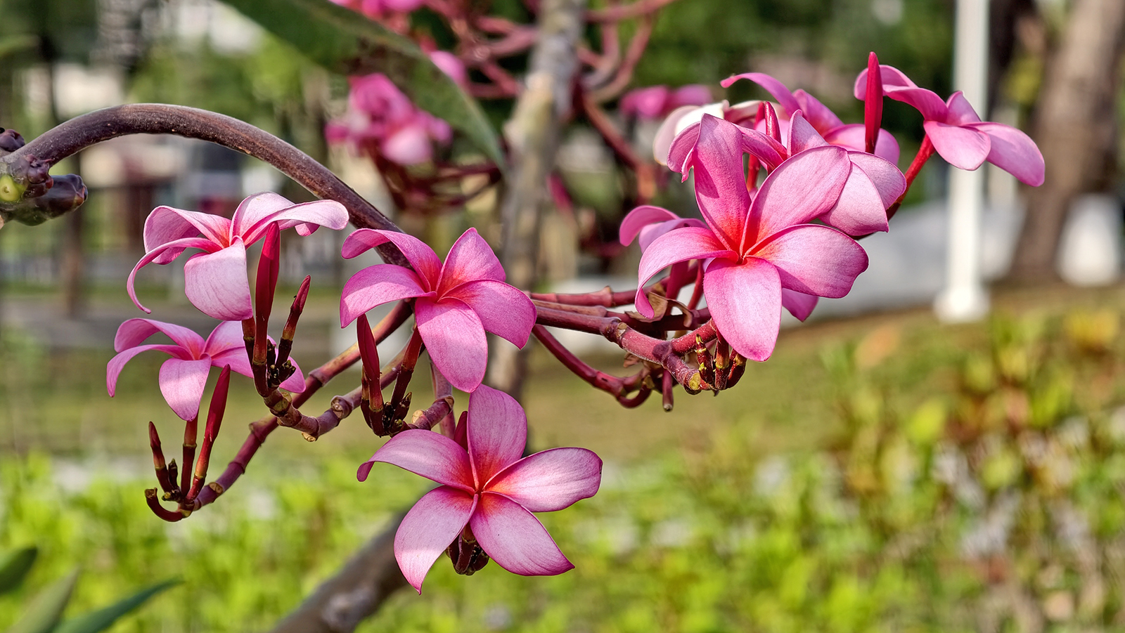 [高雄 三民] 盤花公園  走進客家文化的城市綠洲 光之塔旁全新休閒散步新景點