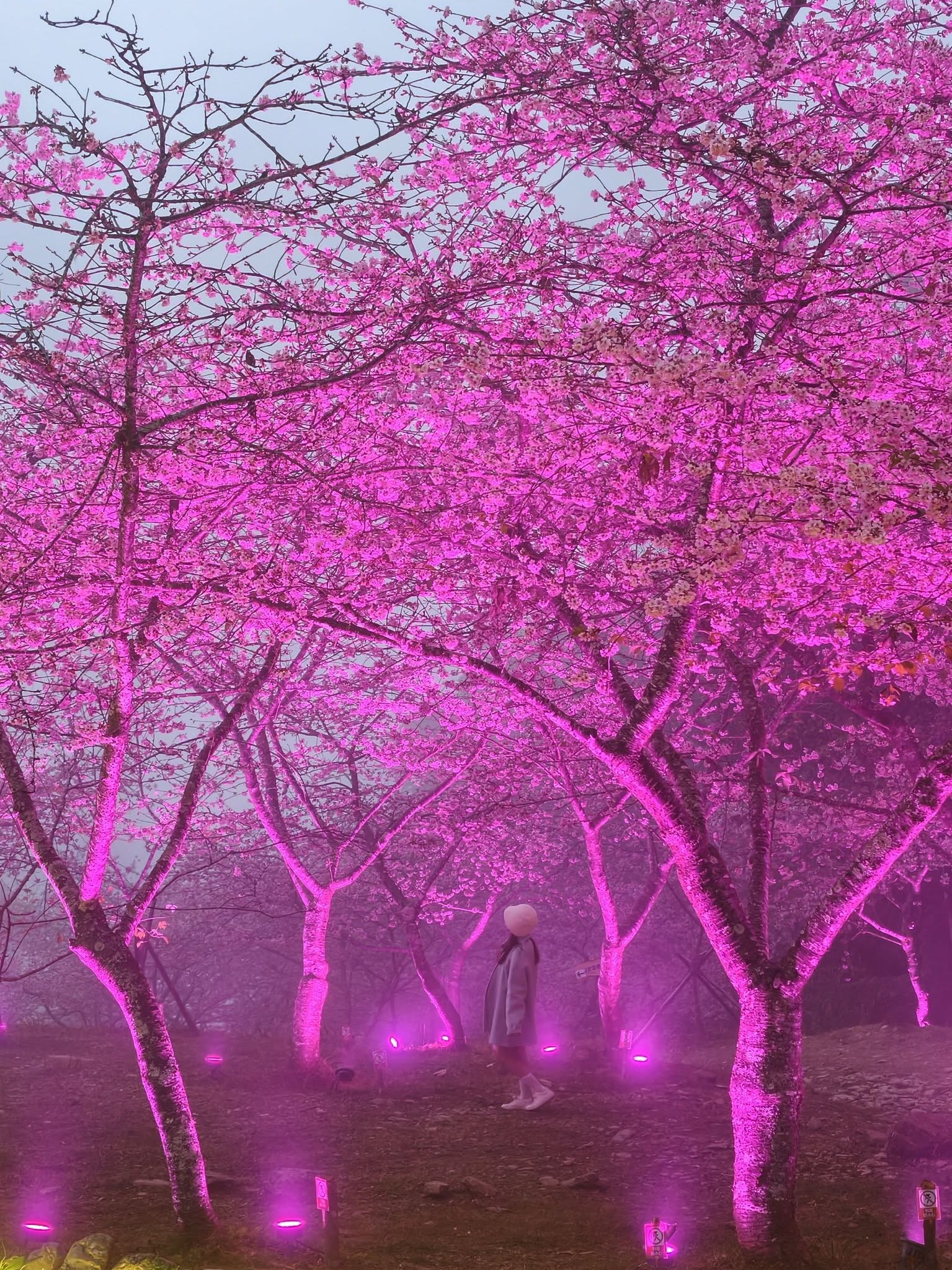 2026桃源櫻花季 寶山二集團櫻花公園 全台最早櫻花綻放 高雄第一的賞櫻聖地 桃源咖啡/山茶美食美景一日遊