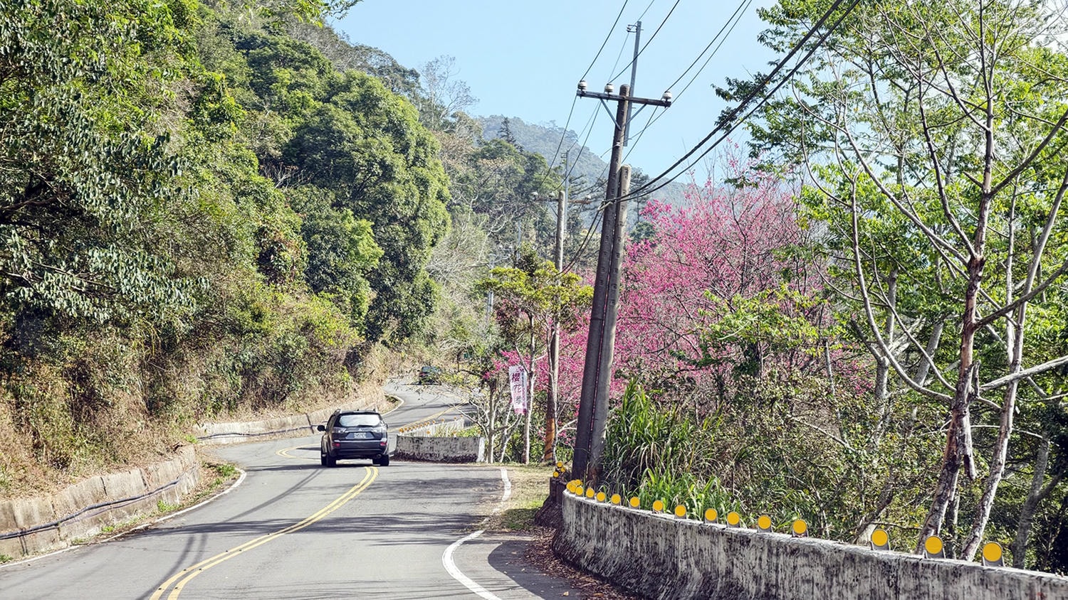 2026桃源櫻花季 寶山二集團櫻花公園 全台最早櫻花綻放 高雄第一的賞櫻聖地 桃源咖啡/山茶美食美景一日遊