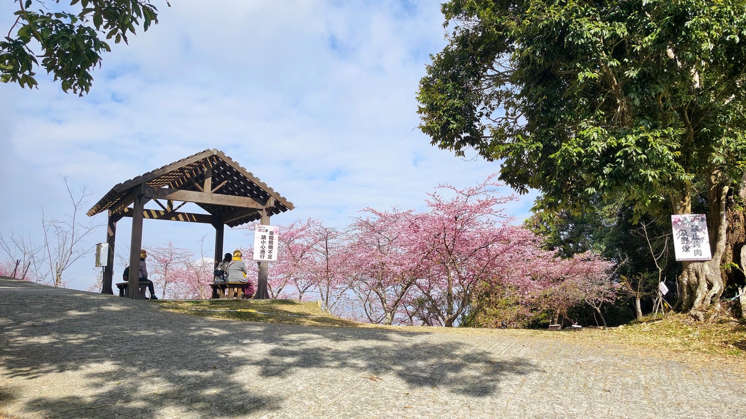 2026桃源櫻花季 寶山二集團櫻花公園 全台最早櫻花綻放 高雄第一的賞櫻聖地 桃源咖啡/山茶美食美景一日遊