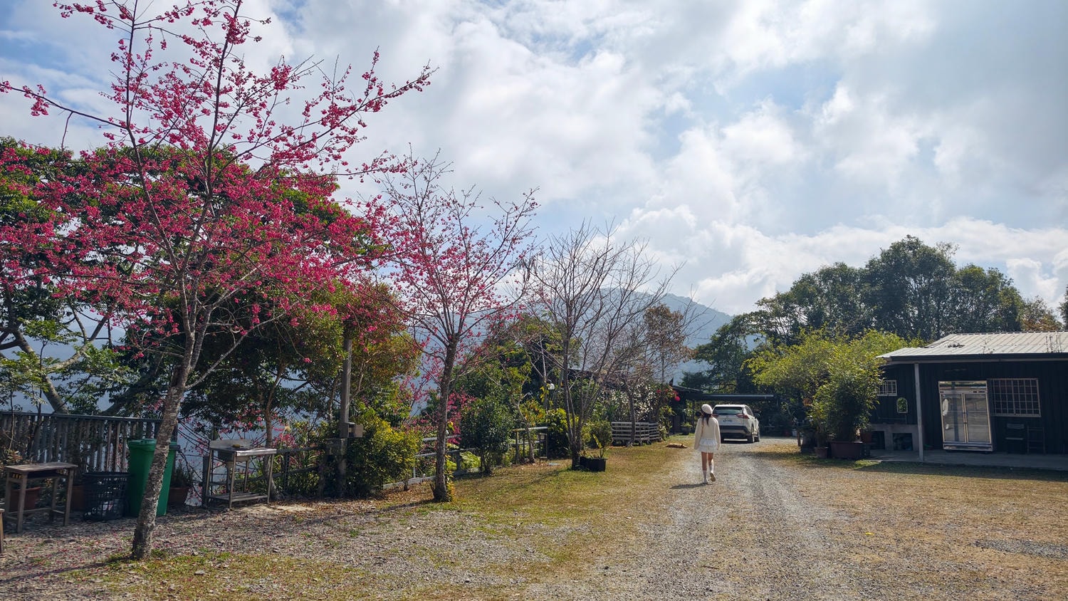 2026桃源櫻花季 寶山二集團櫻花公園 全台最早櫻花綻放 高雄第一的賞櫻聖地 桃源咖啡/山茶美食美景一日遊