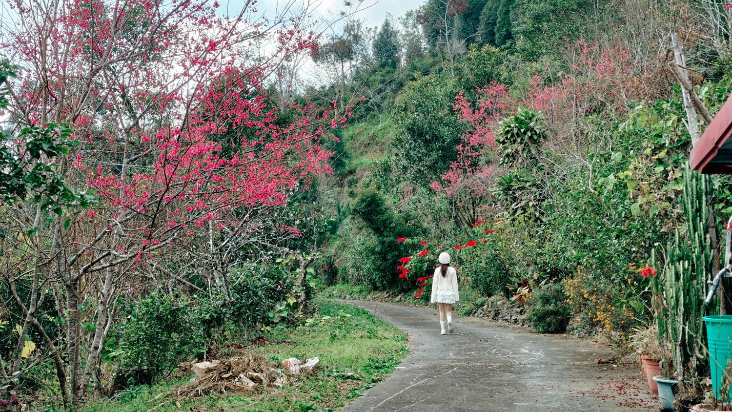 2026桃源櫻花季 寶山二集團櫻花公園 全台最早櫻花綻放 高雄第一的賞櫻聖地 桃源咖啡/山茶美食美景一日遊