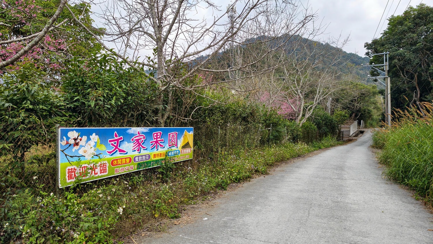 2026桃源櫻花季 寶山二集團櫻花公園 全台最早櫻花綻放 高雄第一的賞櫻聖地 桃源咖啡/山茶美食美景一日遊