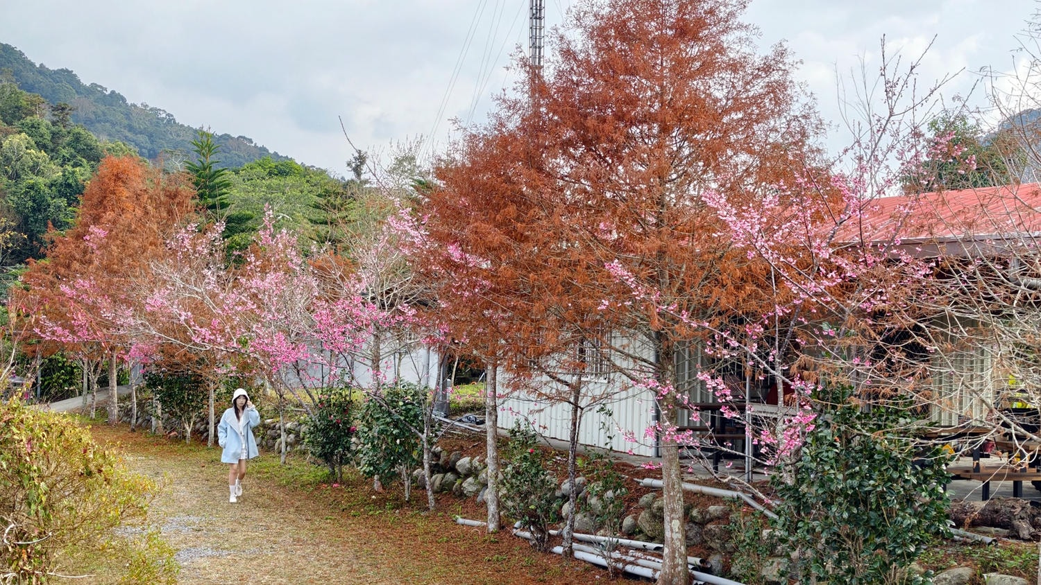 2026桃源櫻花季 寶山二集團櫻花公園 全台最早櫻花綻放 高雄第一的賞櫻聖地 桃源咖啡/山茶美食美景一日遊