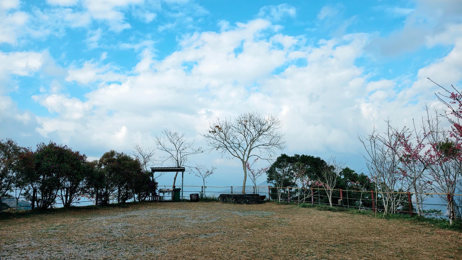 2026桃源櫻花季 寶山二集團櫻花公園 全台最早櫻花綻放 高雄第一的賞櫻聖地 桃源咖啡/山茶美食美景一日遊