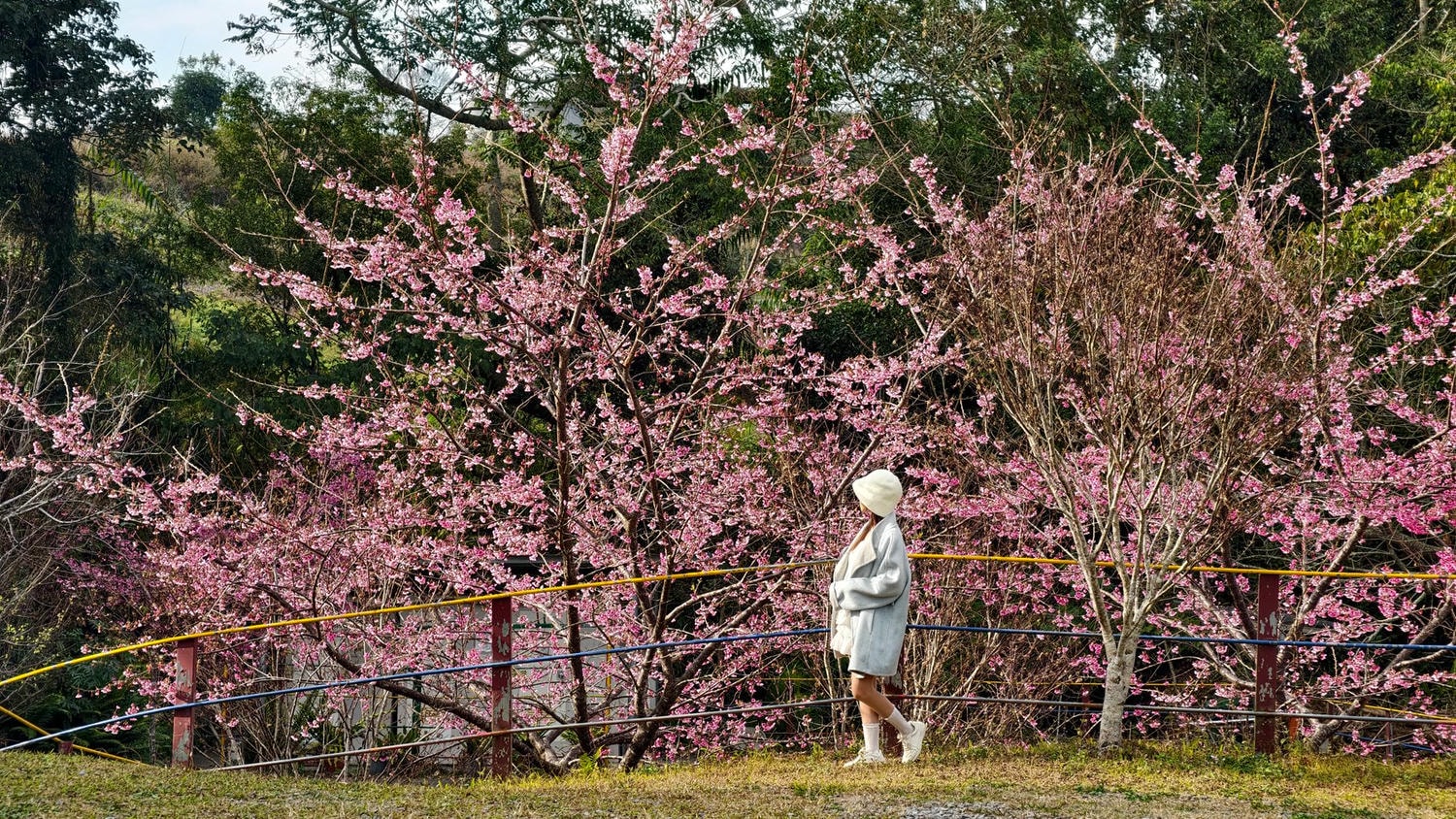 2026桃源櫻花季 寶山二集團櫻花公園 全台最早櫻花綻放 高雄第一的賞櫻聖地 桃源咖啡/山茶美食美景一日遊