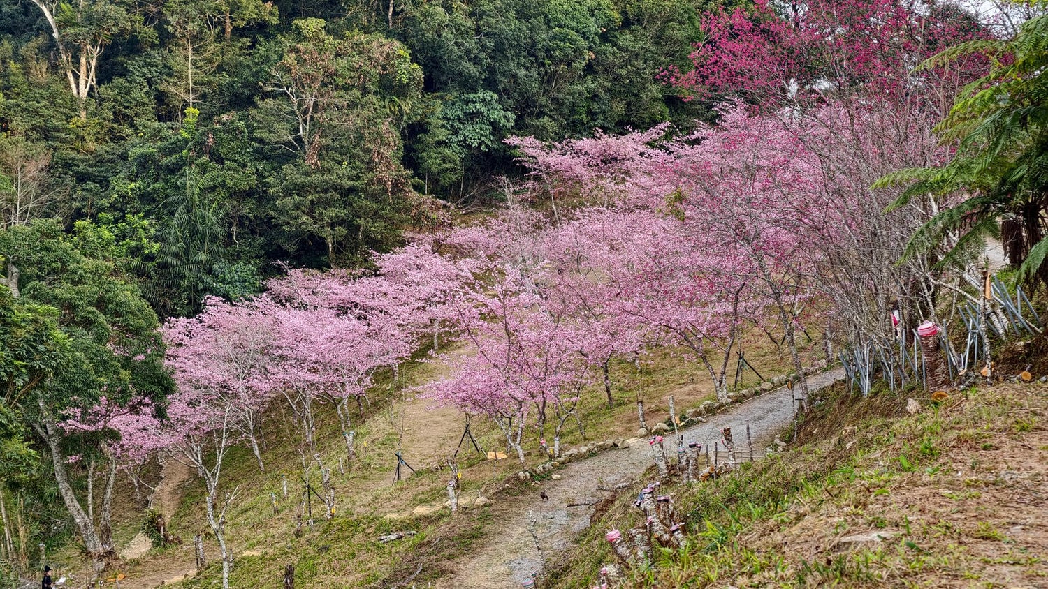 2026桃源櫻花季 寶山二集團櫻花公園 全台最早櫻花綻放 高雄第一的賞櫻聖地 桃源咖啡/山茶美食美景一日遊