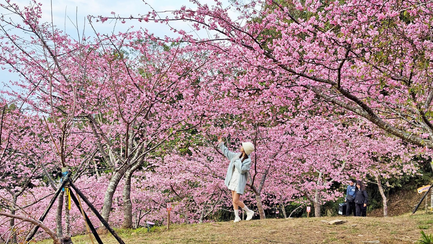 2026桃源櫻花季 寶山二集團櫻花公園 全台最早櫻花綻放 高雄第一的賞櫻聖地 桃源咖啡/山茶美食美景一日遊