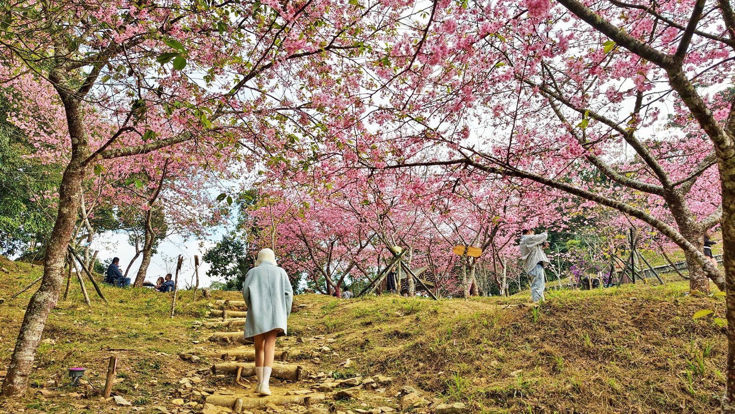 2026桃源櫻花季 寶山二集團櫻花公園 全台最早櫻花綻放 高雄第一的賞櫻聖地 桃源咖啡/山茶美食美景一日遊