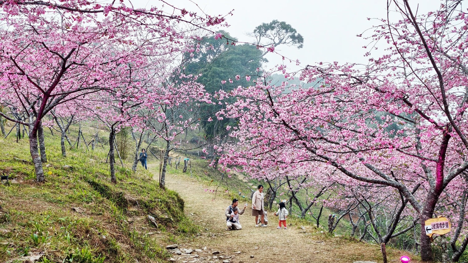 2026桃源櫻花季 寶山二集團櫻花公園 全台最早櫻花綻放 高雄第一的賞櫻聖地 桃源咖啡/山茶美食美景一日遊