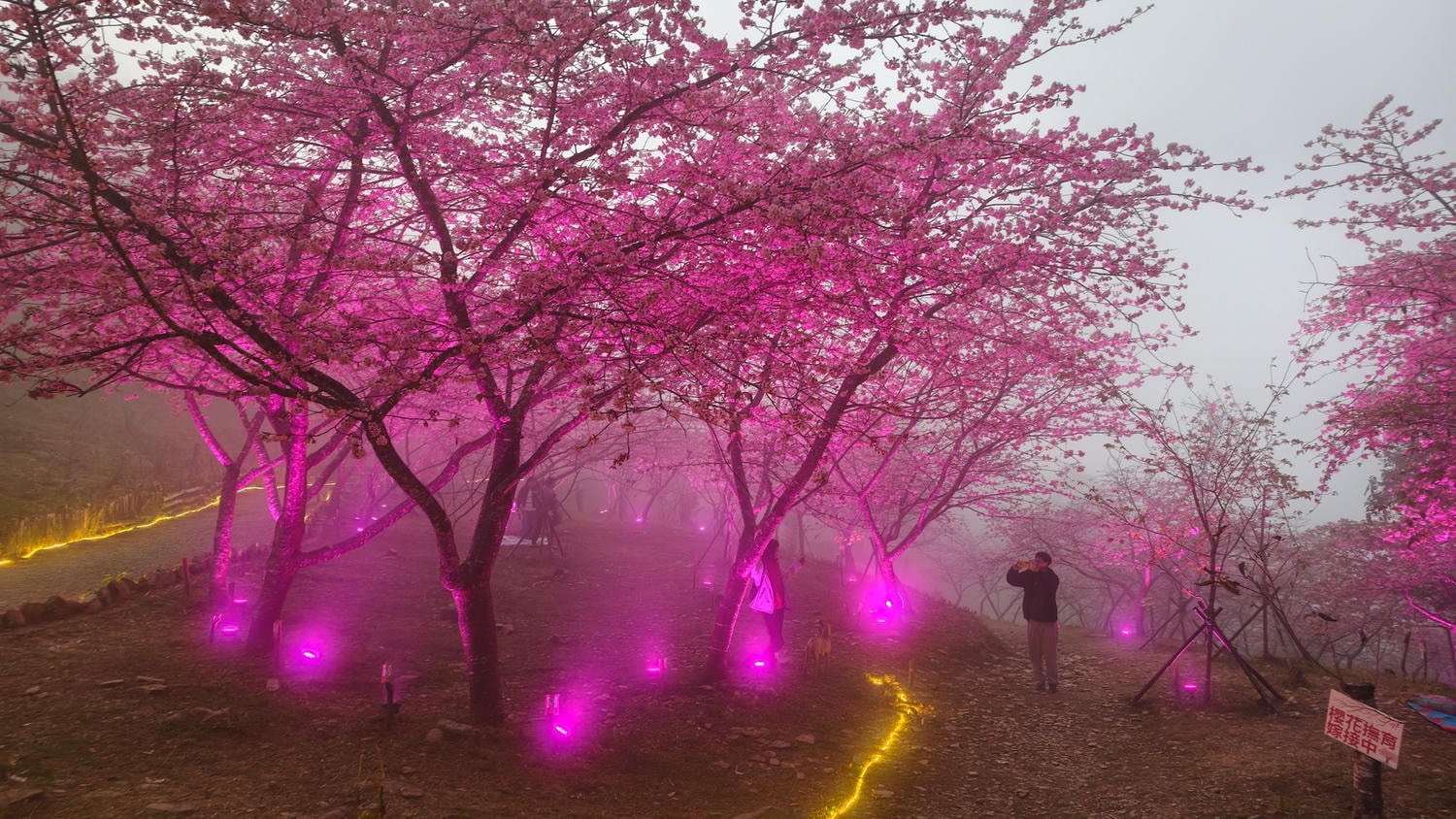 2026桃源櫻花季 寶山二集團櫻花公園 全台最早櫻花綻放 高雄第一的賞櫻聖地 桃源咖啡/山茶美食美景一日遊