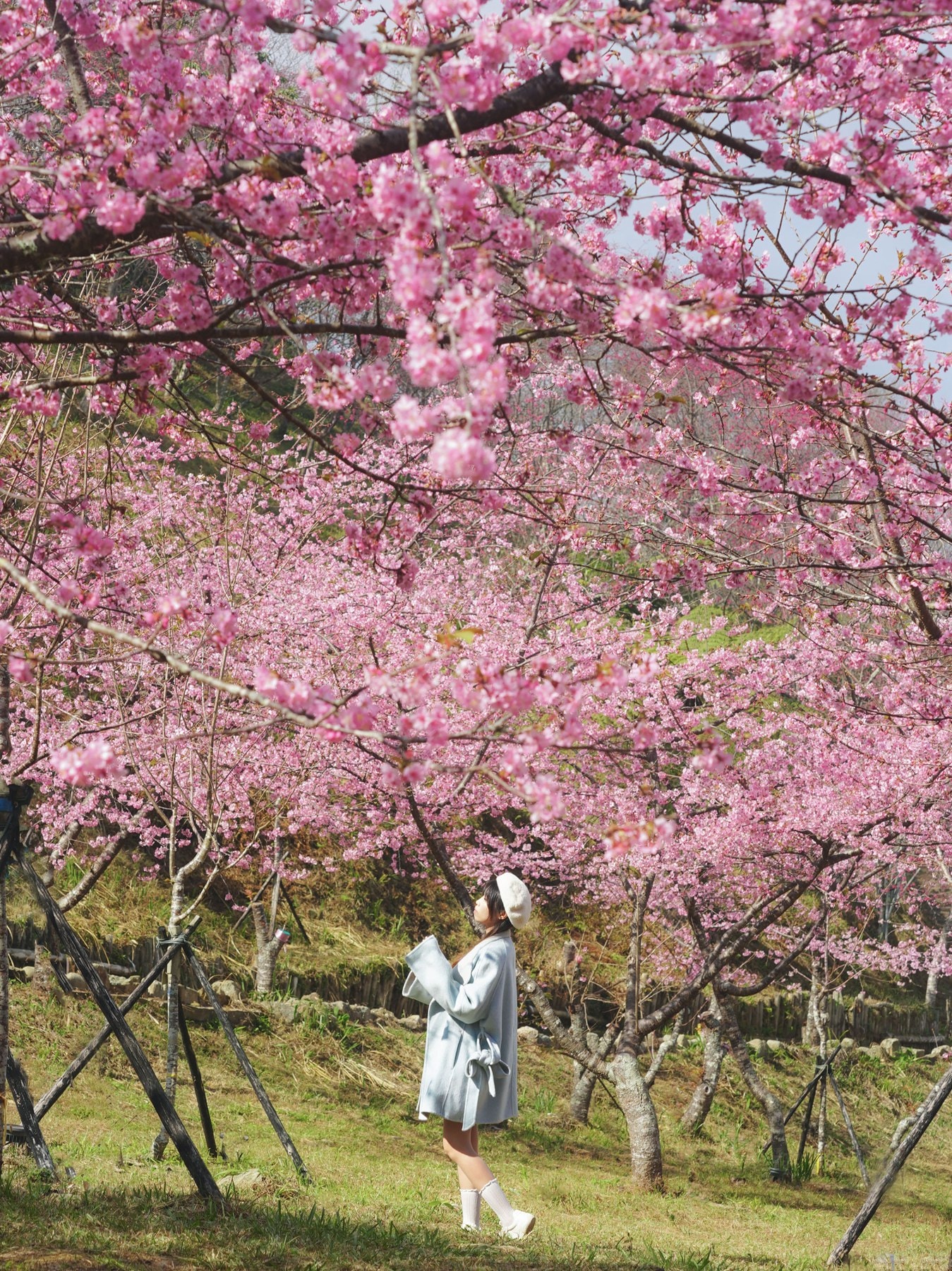 2026桃源櫻花季 寶山二集團櫻花公園 全台最早櫻花綻放 高雄第一的賞櫻聖地 桃源咖啡/山茶美食美景一日遊