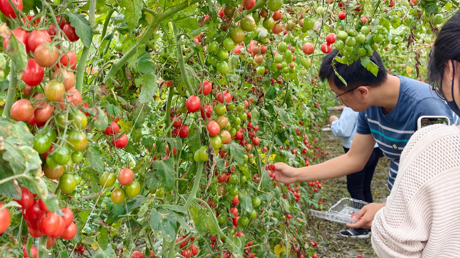 [高雄 美濃] 又生農場 32款小果番茄大品嚐 跟著青農趣產地 美濃風味篇