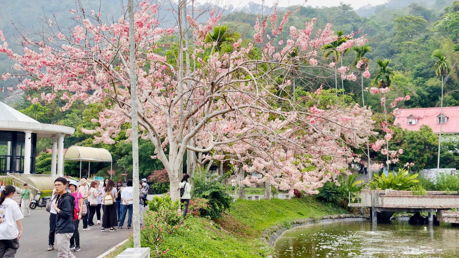 [高雄 那瑪夏] 2026那瑪夏賞螢季暨水蜜桃系列活動 巴金斯幻・螢光漫漫｜賞螢專車一日遊｜達卡努瓦賞螢步道